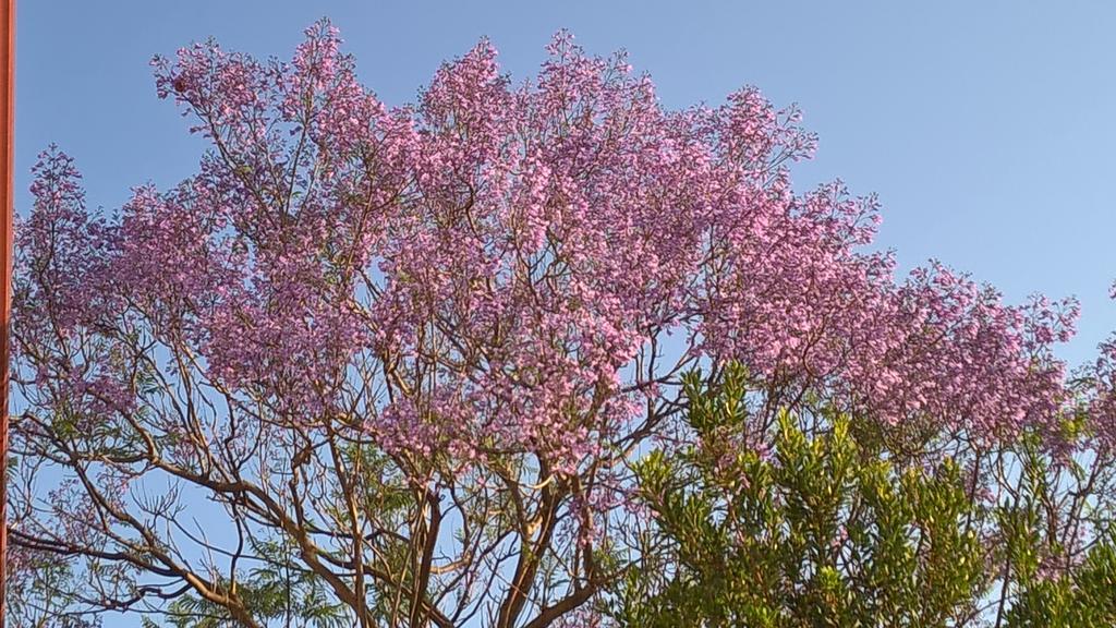 La Jacaranda Hotel Sant'Antioco Luaran gambar